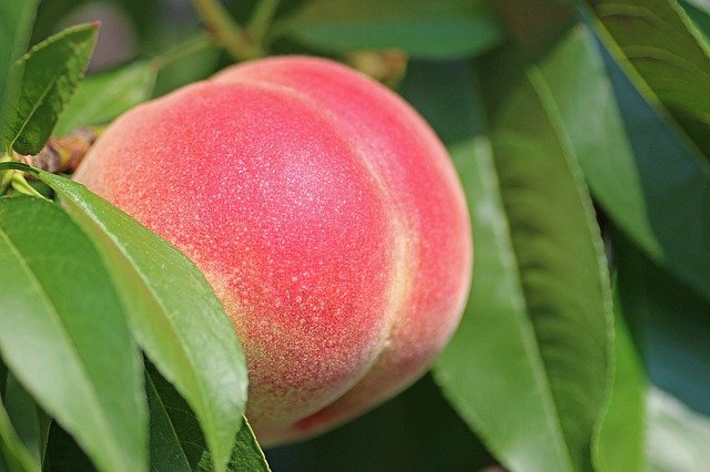 木に実る桃